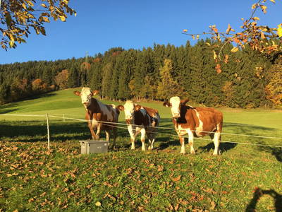 Bild 19 aus  Almhütte Kohlenau