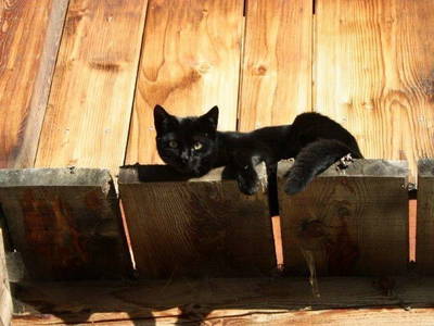 Bild 30 aus  Pirchnerhof