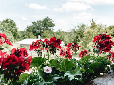 Bild 21 aus  Kimpelehof