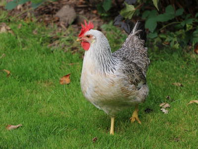 Bild 4 aus  Hof Osterholz