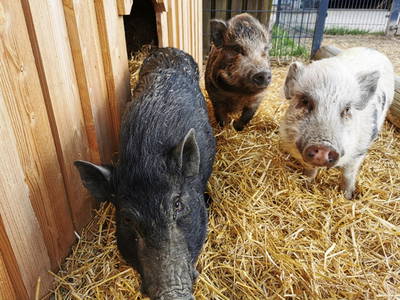 Bild 20 aus  Ferienhof  Nina Weilandt