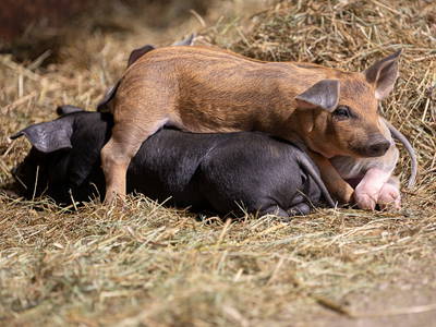 Bild 7 aus  Erharthof - Familie Lautenbacher