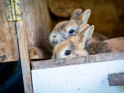 Bild 11 aus  Kreuzplon