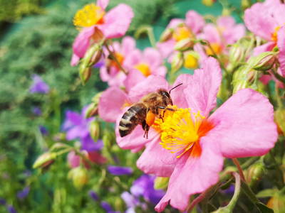 Bild 18 aus  Rebhof Kurtatsch