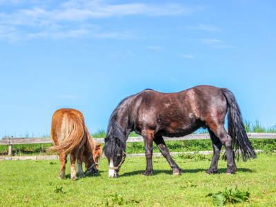 Bild 16 aus  Simmernhof - Familienurlaub auf dem Bauernhof