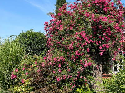 Rosenblüte vor der Wohnung 6 und 7