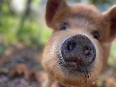 Bild 16 aus  Ferienwohnung am Conradhof