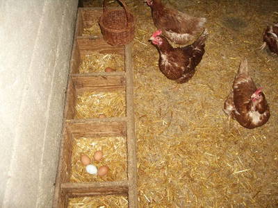 Bild 5 aus  Ferienhof Ott im Romantischen Franken bei Rothenburg o.d.T.