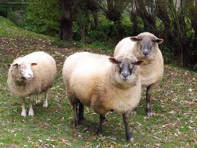 Bild 20 aus  Ferienhof Am Wunderberg