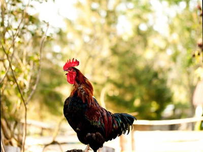 Wie aus dem Bilderbuch, der Hahn auf dem Misthaufen