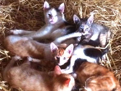 Bild 6 aus  Küstenhof Oldewurtel