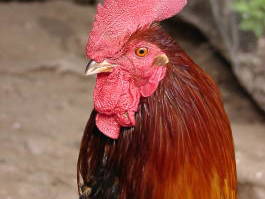 Bild 8 aus  Ferienhof Gerdes Plaats