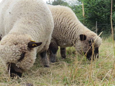 Bild 26 aus  Hof Wahls