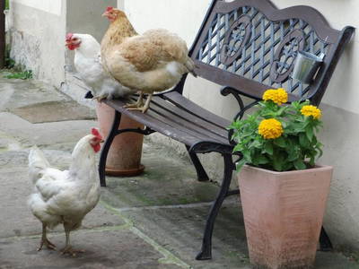 Bild 2 aus  Rittergut Bielatal