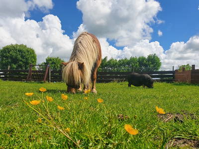 Bild 13 aus  Ferienhof   Witte Haubarg                -  2025 Beliebtester Ferienhof für Familienurlaub