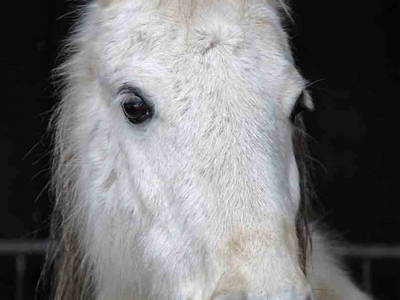 Bild 20 aus  Fenwick Farm