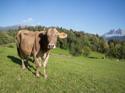 Bild 13 aus  Zolerhof  Nachhaltig   CIN IT021116B5THTZCJJR