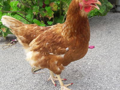 Bild 23 aus  Stadtbauernhof Gut Unterleithen