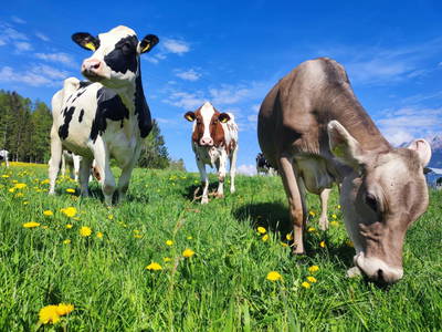 Bild 49 aus  Stillerhof