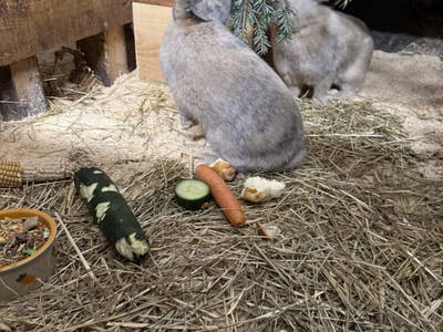 Bild 60 aus  S'Landhäuschen