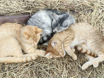 Bild 42 aus  Bio Bauernhof Kräuter