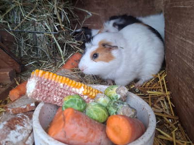 Bild 21 aus  Mojer Hof