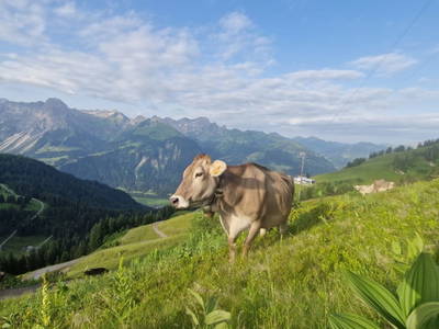 Bild 83 aus  Ferienbauernhof Berlinger