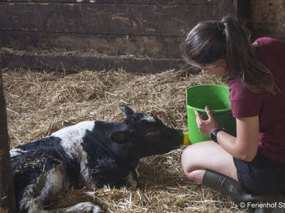 Bild 27 aus  Ferienhof Sturm