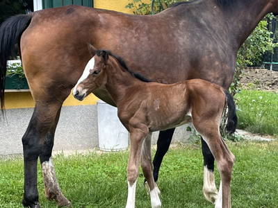 Bild 74 aus  Madritschhof