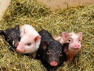 Bild 8 aus  Feriengut Hasenau