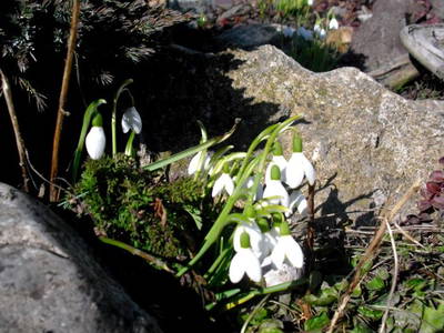 Bild 12 aus  Biobauernhof Morhof