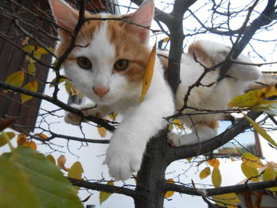 Bild 25 aus  Traunsee - Chalet am Götschhof