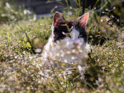 Bild 72 aus  Hofquartier Retzmoar