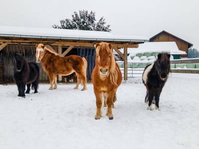 Bild 54 aus  Biohof Greflgut