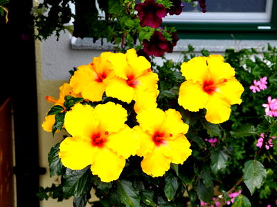 Bild 17 aus Bio Bauernhof - Haim - Schnepfleitner