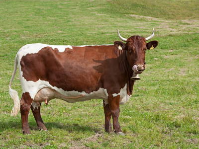 Bild 25 aus  Feriengut Hasenau