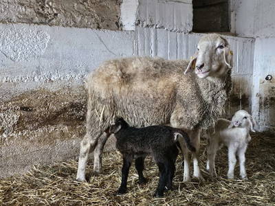 Bild 43 aus  Pfleger Ranch am Schönegg Gut