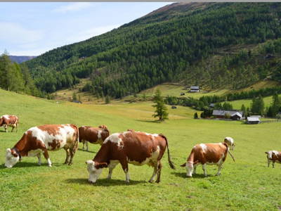 Bild 15 aus  Wansinghütte