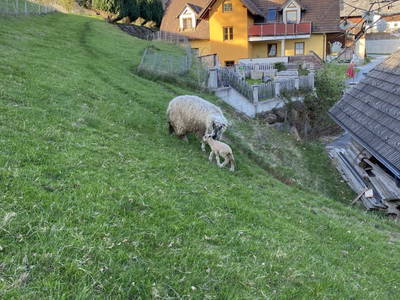 Bild 75 aus  Biohof Kroisleitner