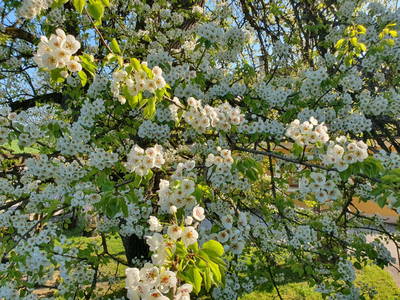 Bild 44 aus  Biohof Prannleithen