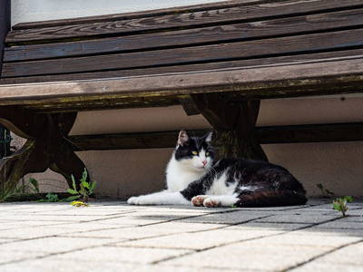 Bild 21 aus  Hornergut