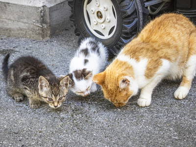 Bild 22 aus  Schaidreithof