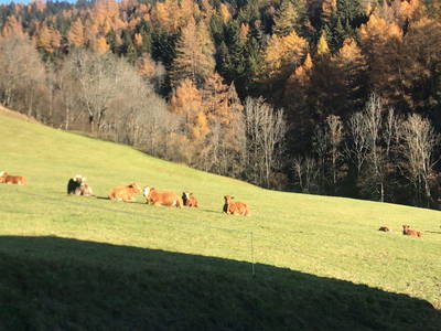 Bild 170 aus  Almchalet Nikola