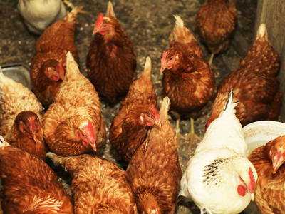 Bild 44 aus  Paulas Bauernhof im Bayerischen Wald