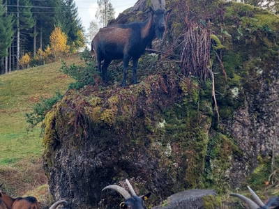 Bild 180 aus  Erbhof Hinterrain