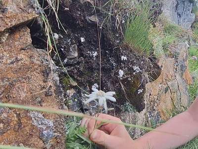 Bild 88 aus  Almhütte Pucher