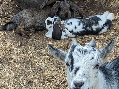 Bild 196 aus  Almchalet Nikola