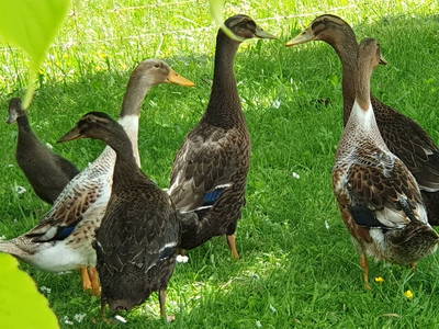 Bild 108 aus  Stroneggerhof