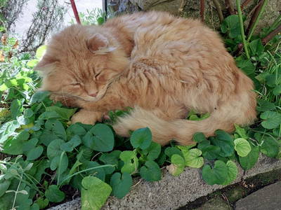 Bild 97 aus  Forstnighof