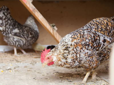 Bild 6 aus  Antonhof